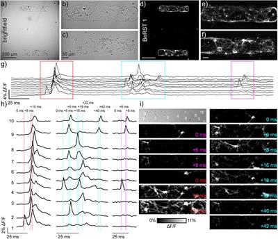 Imaging Voltage in Complete Neuronal Networks Within Patterned Microislands Reveals Preferential Wiring of Excitatory Hippocampal Neurons